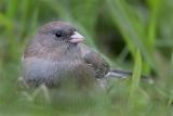 _MG_5638 Dark-eyed Junco.jpg