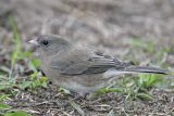 _MG_5701 Dark-eyed Junco.jpg
