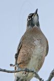 _MG_5194 American Robin.jpg