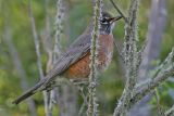 _MG_5210 American Robin.jpg