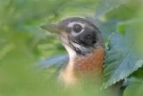 _MG_5237 American Robin.jpg