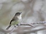 _MG_5347 Eastern Phoebe.jpg