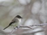 _MG_5357 Eastern Phoebe.jpg