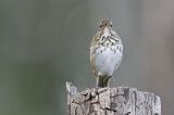 _MG_5440 Hermit Thrush.jpg
