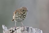 _MG_5460 Hermit Thrush.jpg