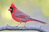 _MG_9280 Northern Cardinal.jpg