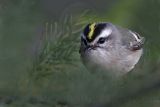 _MG_9541 Golden-crowned Kinglet.jpg