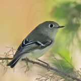 _MG_8413 Ruby-crowned Kinglet .jpg