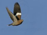 _MG_9430 White-winged Dove.jpg