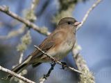 _MG_8578 Dark-eyed Junco.jpg