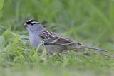 _MG_9218 White-crowned Sparrow.jpg