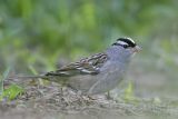 _MG_9404 White-crowned Sparrow.jpg