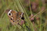 _MG_8486 800.jpg
