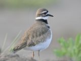 _MG_7351 Killdeer.jpg