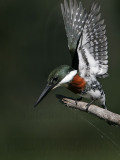 _MG_6819 Green Kingfisher.jpg