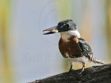 _MG_8913 Green Kingfisher.jpg