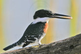 _MG_8965 Green Kingfisher.jpg