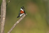 _MG_0552 Green Kingfisher.jpg