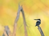_MG_0855 Green Kingfisher.jpg