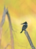 _MG_0859 Green Kingfisher.jpg