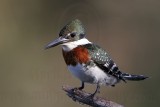 _MG_2323 Green Kingfisher.jpg