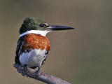 _MG_2327 Green Kingfisher.jpg