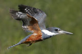_MG_4912 Ringed Kingfisher.jpg