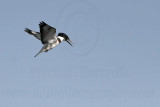 _MG_9667 Belted Kingfisher.jpg