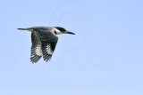 _MG_9686 Belted Kingfisher.jpg