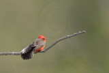 _MG_0998 Vermilion Flycatcher.jpg