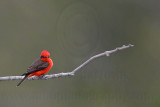 _MG_1065 Vermilion Flycatcher.jpg