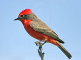 _MG_6261 Vermilion Flycatcher.jpg