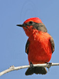 _MG_6278 Vermilion Flycatcher.jpg