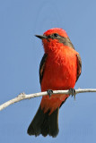 _MG_6285 Vermilion Flycatcher.jpg