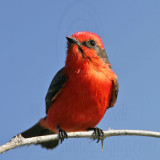 _MG_6288 Vermilion Flycatcher.jpg