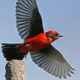 _MG_6880 Vermilion Flycatcher.jpg