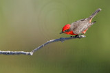 _MG_7981 Vermilion Flycatcher.jpg