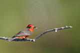 _MG_7987 Vermilion Flycatcher.jpg
