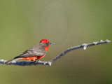 _MG_7993 Vermilion Flycatcher.jpg