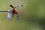 _MG_7997 Vermilion Flycatcher.jpg