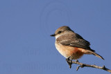 _MG_8827 Vermilion Flycatcher.jpg