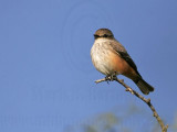 _MG_8832 Vermilion Flycatcher.jpg