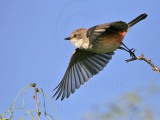 _MG_8835 Vermilion Flycatcher.jpg
