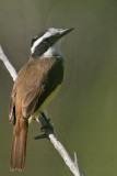 _MG_3611 Great Kiskadee.jpg