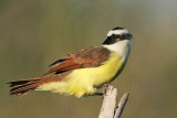 _MG_4234 Great Kiskadee.jpg