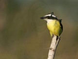 _MG_4245 Great Kiskadee.jpg