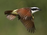 _MG_5967 Great Kiskadee.jpg