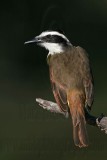 _MG_7710 Great Kiskadee.jpg