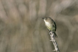 _MG_2877 Eastern Phoebe.jpg