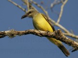_MG_3454 Kingbird.jpg